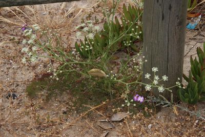 Seseli tortuosum, photographed by Tony Rebelo