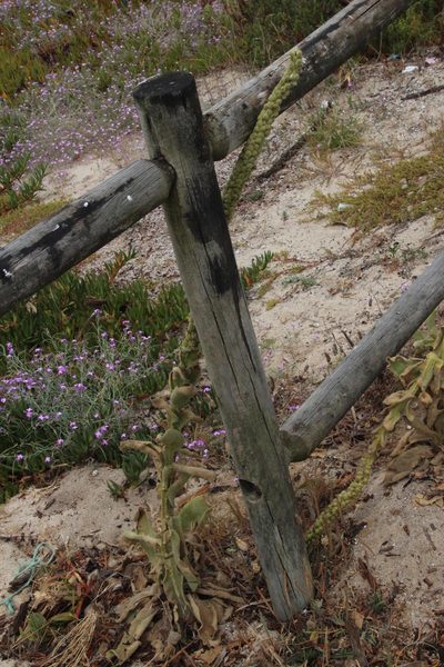Verbascum litigiosum, photographed by Tony Rebelo