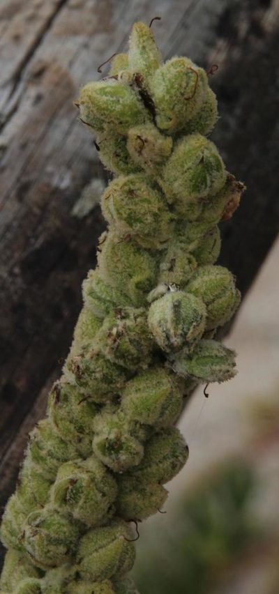 Verbascum litigiosum, photographed by Tony Rebelo