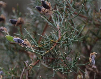 Stauracanthus genistoides, photographed by Tony Rebelo
