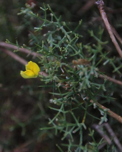 Stauracanthus genistoides, photographed by Tony Rebelo