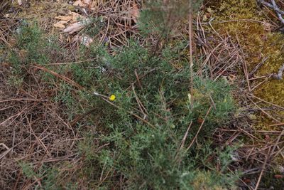 Stauracanthus genistoides, photographed by Tony Rebelo
