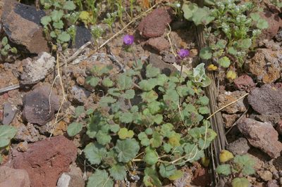 Phacelia calthifolia, photographed by Ryan Elliott