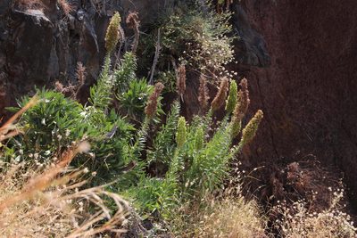 Echium nervosum, photographed by Tony Rebelo