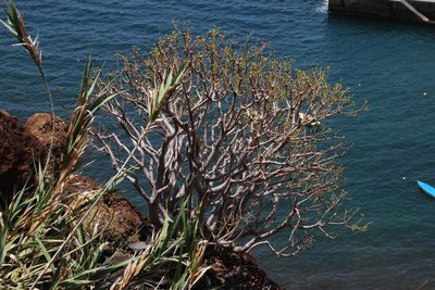 Euphorbia piscatoria, photographed by Tony Rebelo