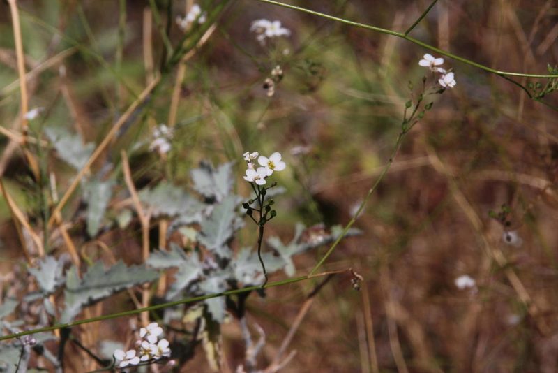 Crambe fruticosa, photographed by Tony Rebelo