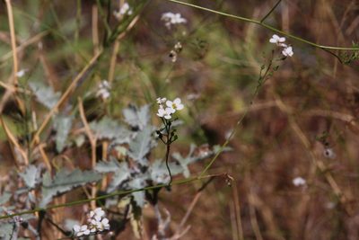 Crambe fruticosa, photographed by Tony Rebelo