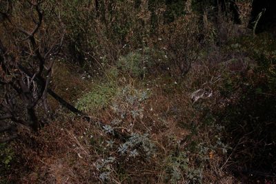 Crambe fruticosa, photographed by Tony Rebelo