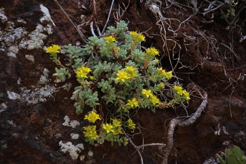 Sedum nudum, photographed by Tony Rebelo