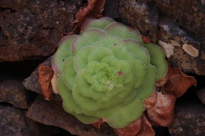 Aeonium glandulosum, photographed by Tony Rebelo