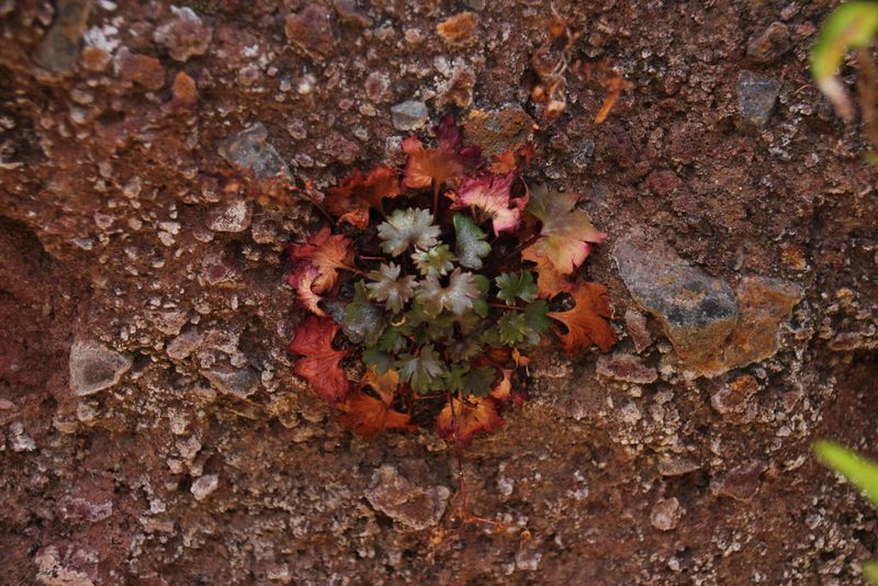 Saxifraga maderensis, photographed by Tony Rebelo