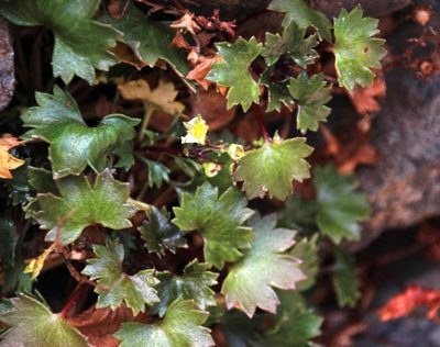 Saxifraga maderensis, photographed by Tony Rebelo