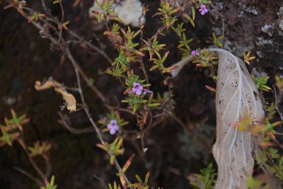 Micromeria maderensis, photographed by Tony Rebelo