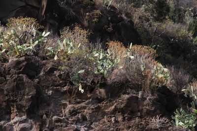 Euphorbia piscatoria, photographed by Tony Rebelo