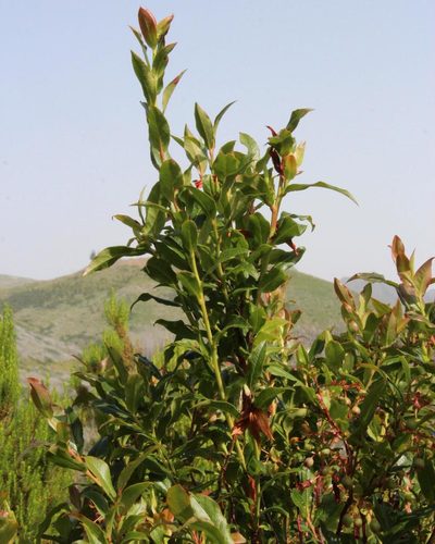 Vaccinium padifolium, photographed by Tony Rebelo
