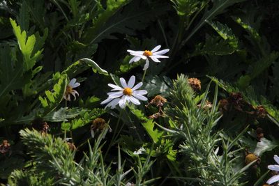 Argyranthemum pinnatifidum, photographed by Tony Rebelo