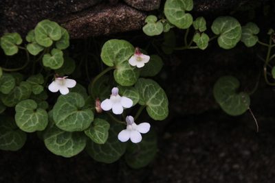 Cymbalaria hepaticifolia, photographed by Tony Rebelo