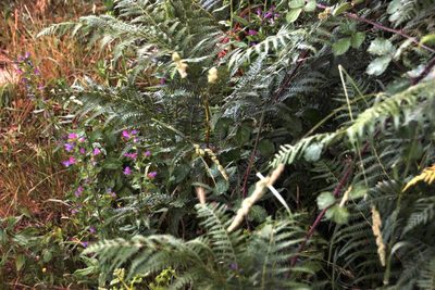 Echium rosulatum, photographed by Tony Rebelo