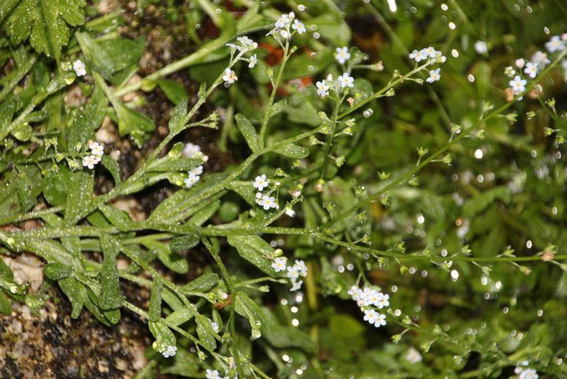 Myosotis stolonifera, photographed by Tony Rebelo