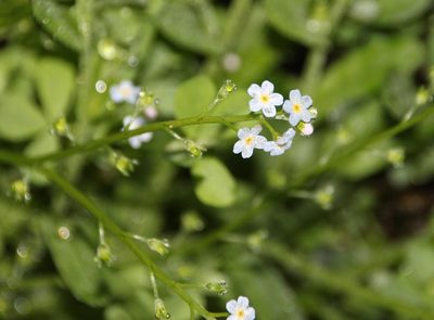 Myosotis stolonifera, photographed by Tony Rebelo