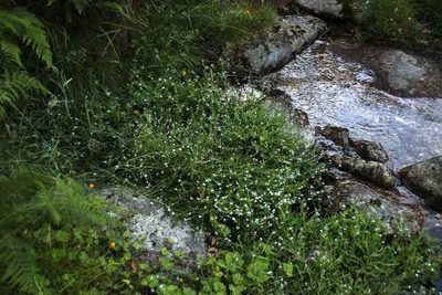 Myosotis stolonifera, photographed by Tony Rebelo