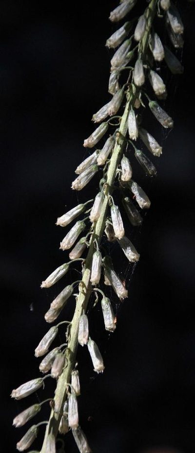 Umbilicus heylandianus, photographed by Tony Rebelo