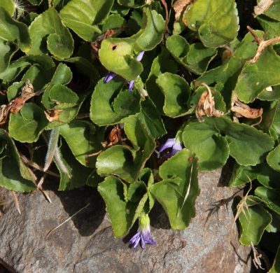 Viola sequeirae, photographed by Tony Rebelo