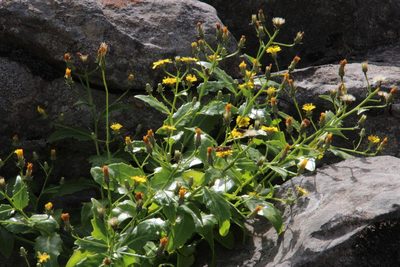 Tolpis macrorhiza, photographed by Tony Rebelo