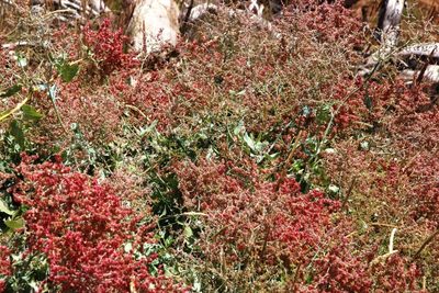 Rumex maderensis, photographed by Tony Rebelo