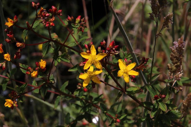 Hypericum undulatum, photographed by Tony Rebelo