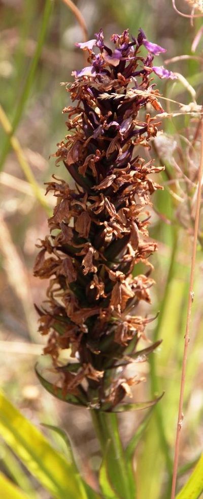 Dactylorhiza foliosa, photographed by Tony Rebelo