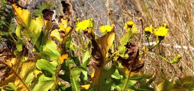 Sonchus fruticosus, photographed by Tony Rebelo