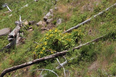 Sonchus fruticosus, photographed by Tony Rebelo