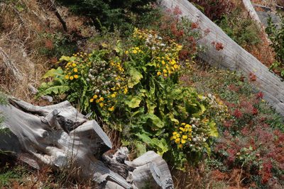 Sonchus fruticosus, photographed by Tony Rebelo