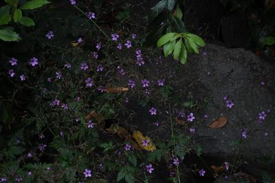 Geranium palmatum, photographed by Tony Rebelo