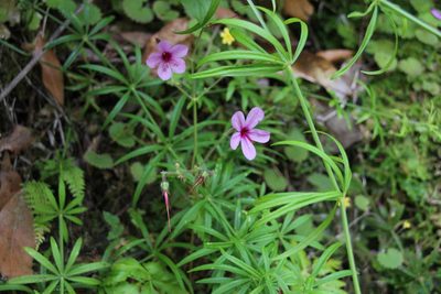 Geranium palmatum, photographed by Tony Rebelo