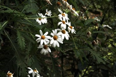 Argyranthemum pinnatifidum, photographed by Tony Rebelo