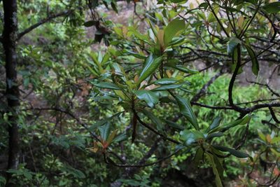 Clethra arborea, photographed by Tony Rebelo