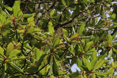 Clethra arborea, photographed by Tony Rebelo