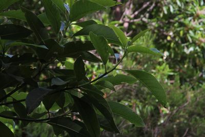 Persea indica, photographed by Tony Rebelo