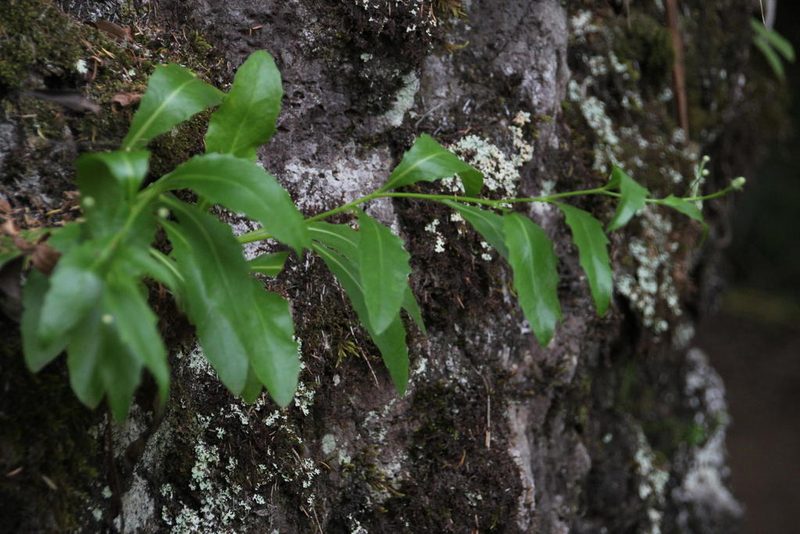 Tolpis macrorhiza, photographed by Tony Rebelo