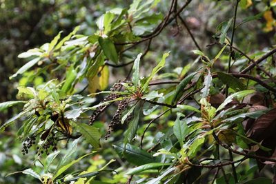Clethra arborea, photographed by Tony Rebelo