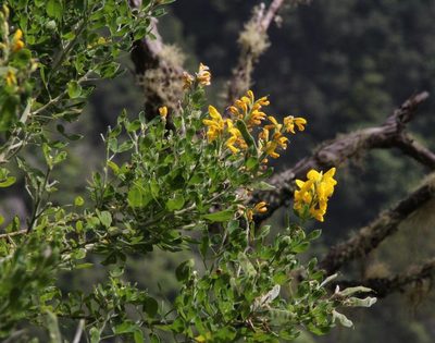 Genista maderensis, photographed by Tony Rebelo