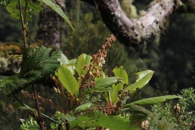 Clethra arborea, photographed by Tony Rebelo