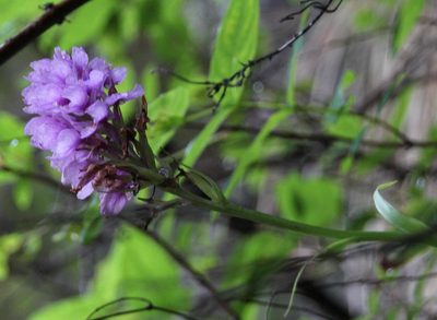 Dactylorhiza foliosa, photographed by Tony Rebelo