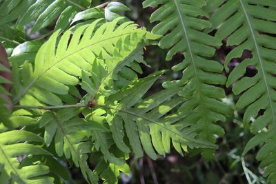 Woodwardia radicans, photographed by Tony Rebelo