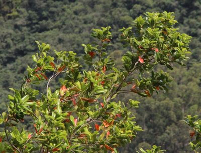 Persea indica, photographed by Tony Rebelo