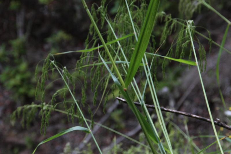 Festuca donax, photographed by Tony Rebelo