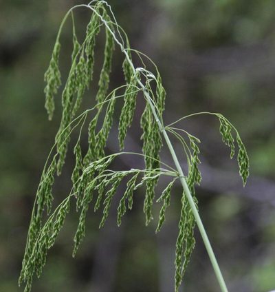 Festuca donax, photographed by Tony Rebelo