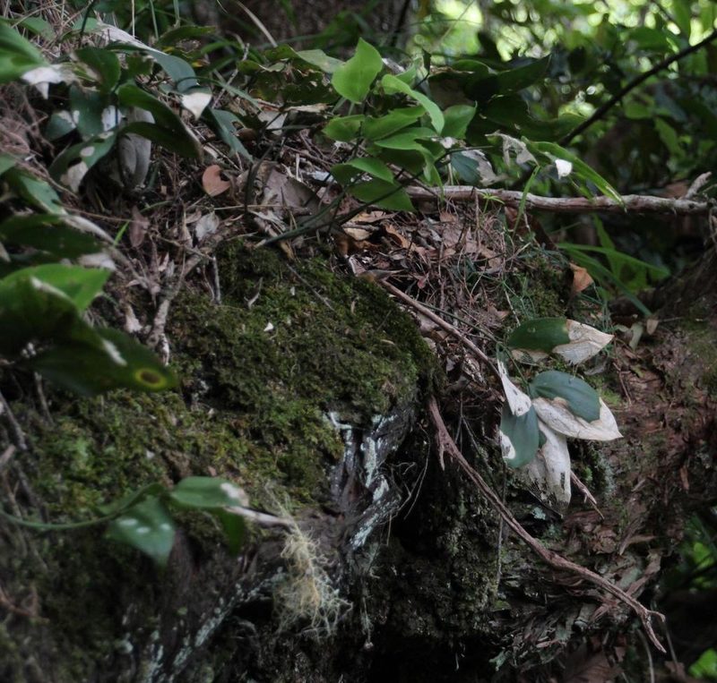 Ruscus streptophyllus, photographed by Tony Rebelo